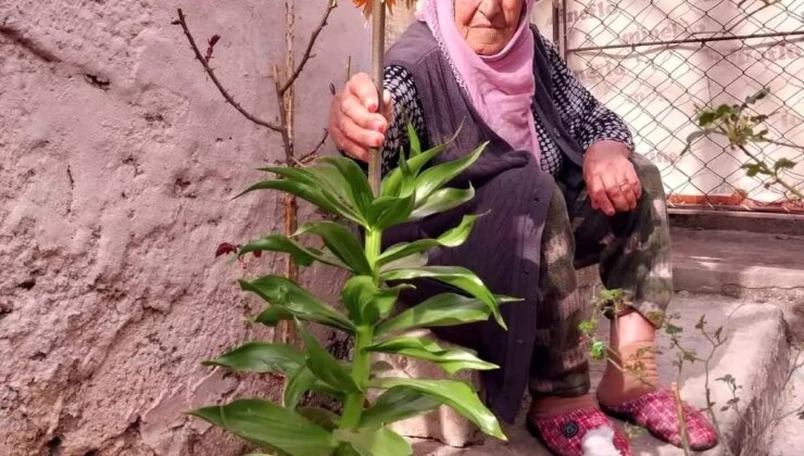 90 Yaşındaki Kadın, Eşinin Hatırası Olan Ters Lale ile Anılarını Yaşatıyor