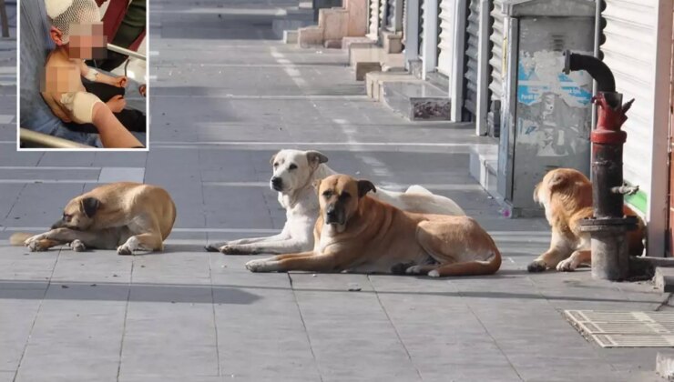 Küçük çocuk, başıboş köpeklerin saldırısında ölümden döndü