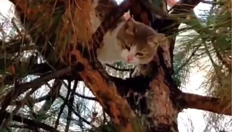 Ağaçta Mahsur Kalan Kedi, Polis ve İtfaiye Ekipleri Tarafından Kurtarıldı