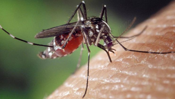Avrupa’da yerel Chikungunya vakası bildirildi