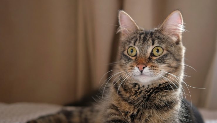 Kedi tüyü yuttuğu için öldüğü iddia edilen kişinin vefat nedeni akciğer kanseriymiş