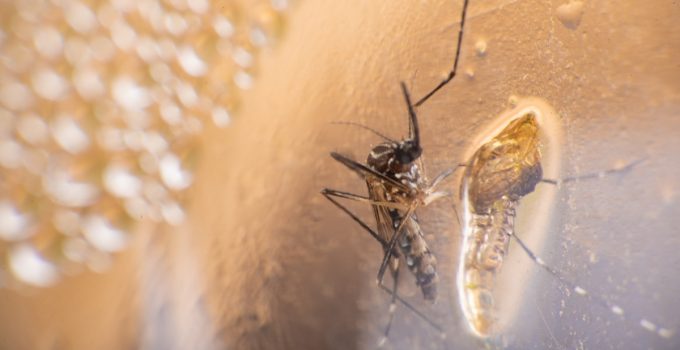 Çin’de chikungunya virüsü endişesi! ABD’den seyahat uyarısı geldi
