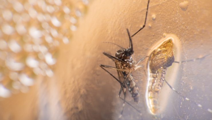 Çin’de chikungunya virüsü endişesi! ABD’den seyahat uyarısı geldi