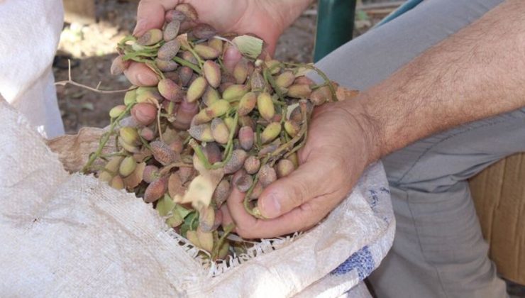 Fıstıkta yüzde 80 rekolte kaybı bekleniyor