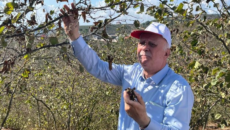 TZOB: Fındık para etmezse Karadeniz’de hayat durur