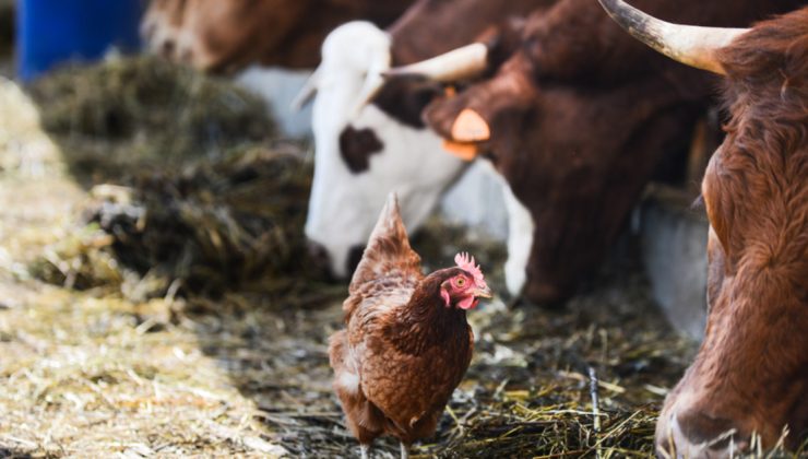 Yumurta üretimi düştü, süt ve tavuk eti üretimi arttı