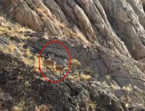 Cilo Dağı'nda sürpriz karşılaşma! Görür görmez telefona sarıldılar