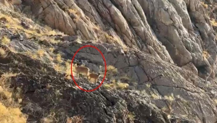 Cilo Dağı'nda sürpriz karşılaşma! Görür görmez telefona sarıldılar