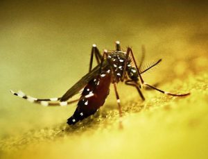 Çin’de üçüncü seviye acil durum: Chikungunya virüsü yayılıyor