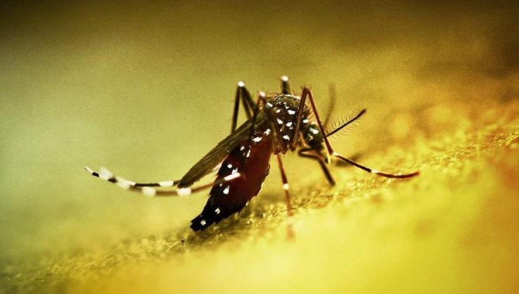 Çin’de üçüncü seviye acil durum: Chikungunya virüsü yayılıyor