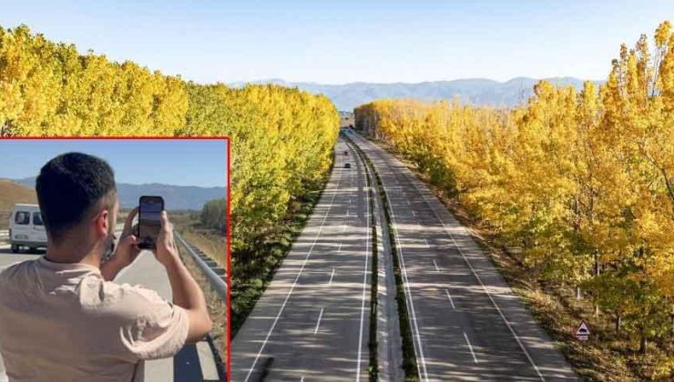 ‘Doğal tünel’ tarih oldu! Kavak ağaçlarının tamamı kesildi: 'Büyük bir boşluk'