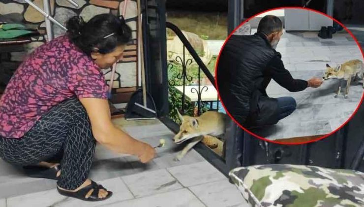 Ev kedisi gibi! 2 yıldır onlarla yaşıyor: ‘Kapı açık değilse pencereden giriyor’