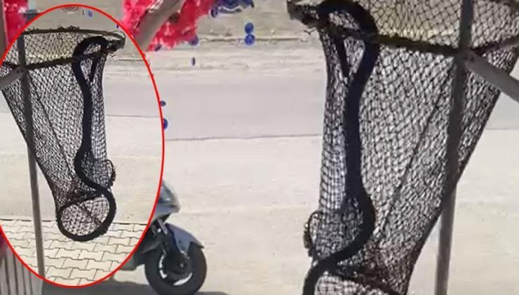 Evde büyük panik! Metrelerce uzunluktaki yılan dolaba girdi