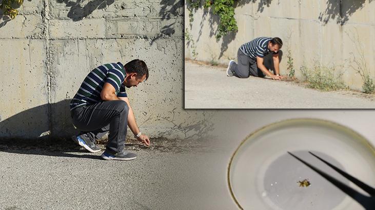 Okyanustan Çankırı'ya! Otoparkta şaşkına çeviren keşif: Buraya gelmiş, uyum sağlamış, adapte olmuş