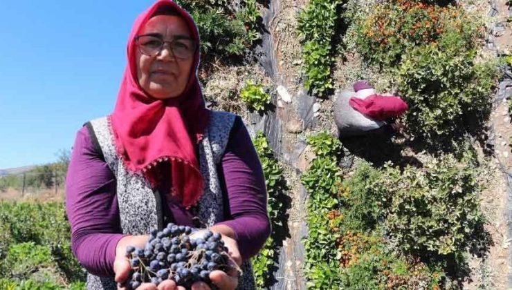 Televizyonda izledi, köyüne dönüp hemen dikti! 'Kilosu 300 lira'