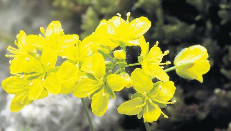 Türkiye florasına yeni bir bitki eklendi: Tüylü kekre çiçeği