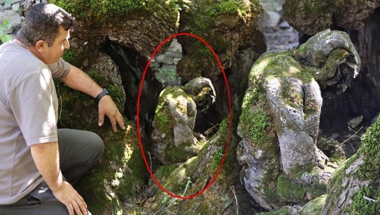 300 yıllık ağaçta şoke eden detay! 'Çok ilginç, biz de her baktığımızda şaşırıyoruz'