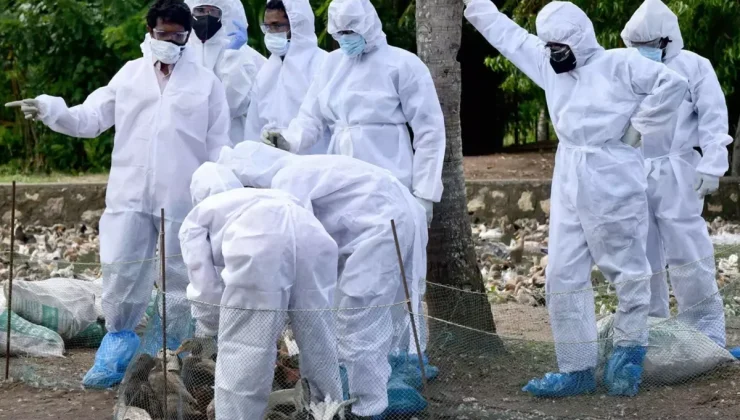 Almanya’da kuş gribi salgını nedeniyle itlaf edilen hayvan sayısı 500 bini geçti