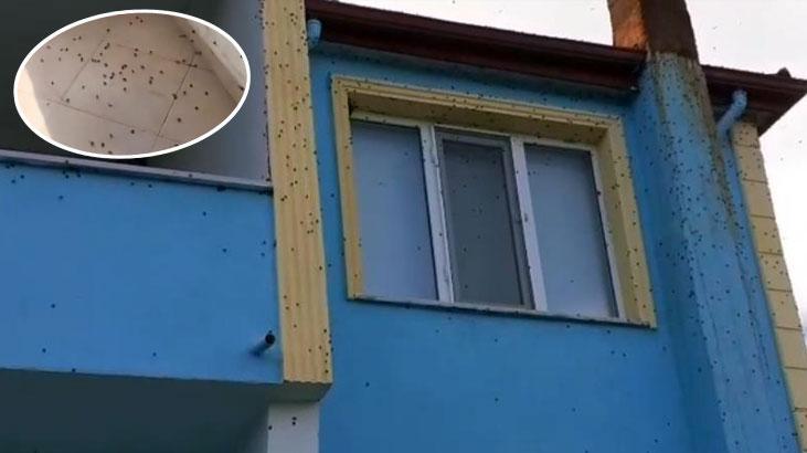 Bartın'da kabus! Sürüler halinde ortaya çıktılar! Ev ve arabaları bile istila ettiler