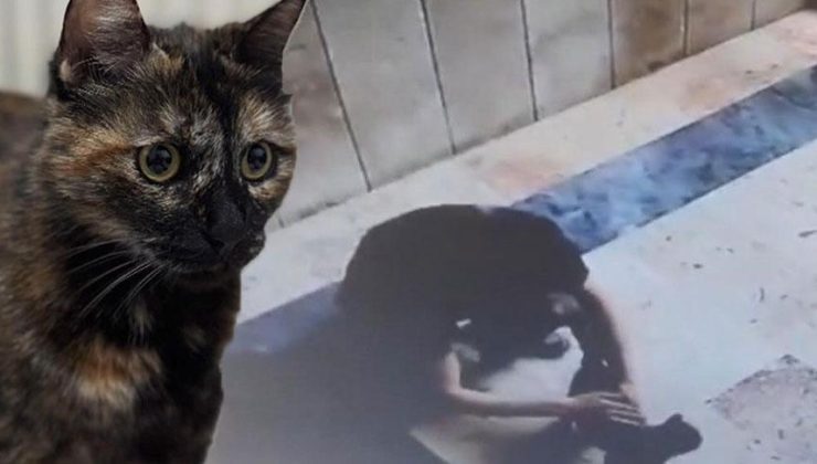 Başakşehir'de 'Cezve' isimli kediye işkence davasında karar