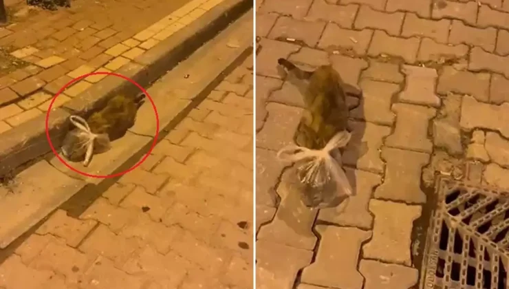 Bunun adı saf kötülük! Kedinin başına poşet bağladılar