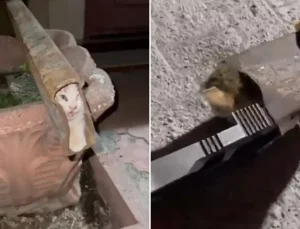 Demir profile sıkışan kedi böyle kurtarıldı
