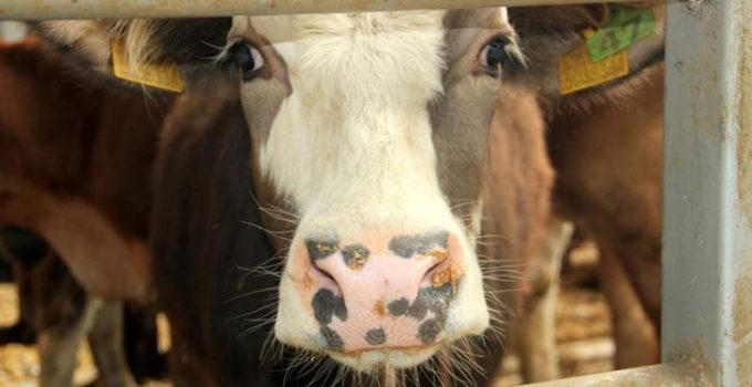 Denizli'de şap hastalığı alarmı! Bazı mahalleler karantinaya alındı