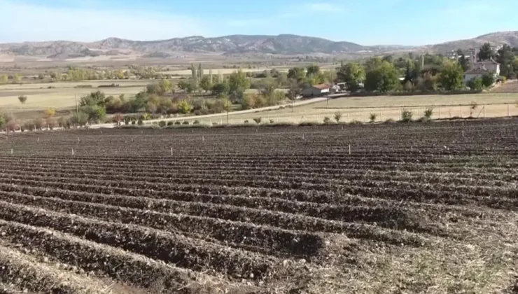 Dünyanın en pahalısı! 1 gramı 500 TL’ye satılıyor