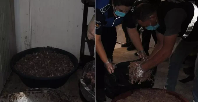 Gastronomi şehrinde mide bulandıran görüntüler! Düğünlere ve lokantalara vereceklerdi