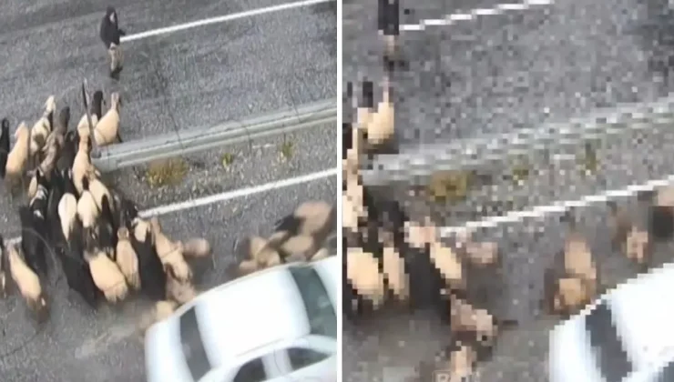 Hızını alamayan araç koyun sürüsüne daldı