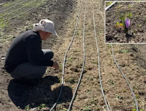 İşsiz kalınca ekti, hayatı değişti! Kilosunu 200-300 bin TL’ye satıyor