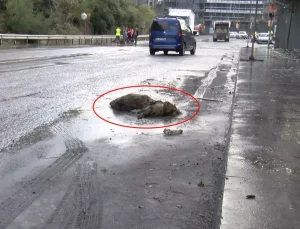 İstanbul’da göle dönen yolda yaban domuzu boğuldu
