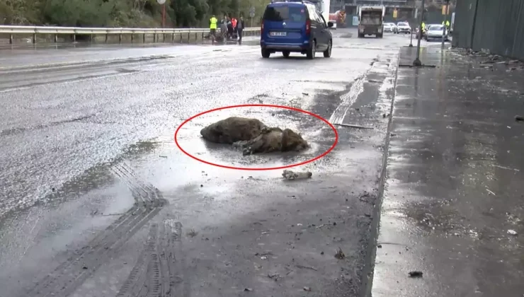 İstanbul’da göle dönen yolda yaban domuzu boğuldu
