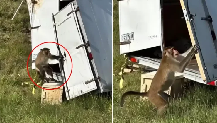 Kamyon devrildi, kaçan deney maymunları ülkeyi alarma geçirdi