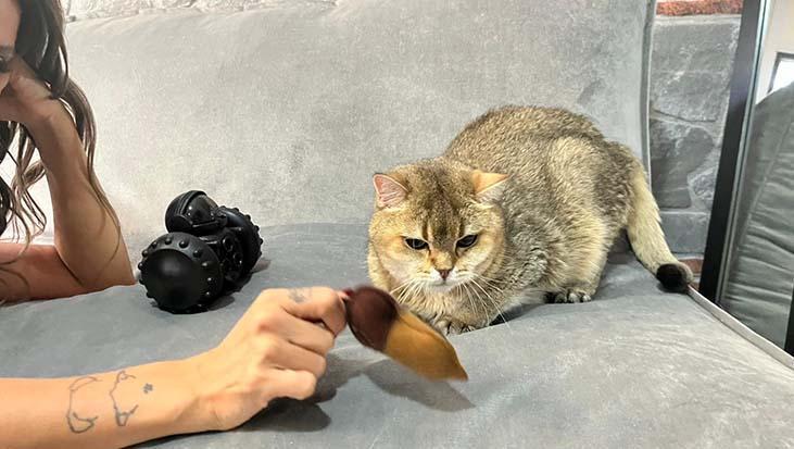 Kedi ‘Artas' antidepresana başladı! 'Ciddi takıntıları var'