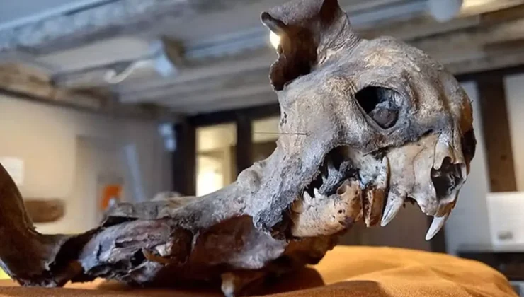 Kilisenin duvarları arasından çıktı, tarihçileri dahi şaşırttı