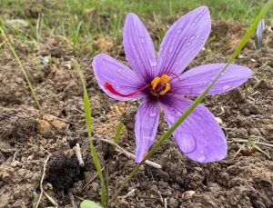Kilosunun fiyatı 600 bin TL’ye çıktı, görmek isteyen tarlaya akın etti