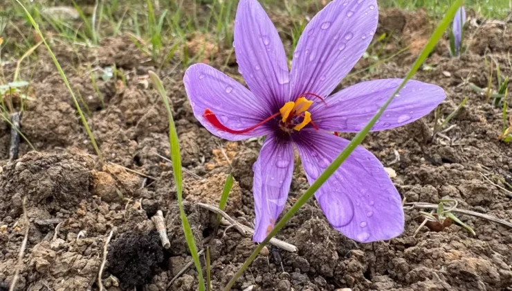 Kilosunun fiyatı 600 bin TL’ye çıktı, görmek isteyen tarlaya akın etti