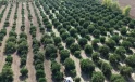 Mandalina tarlada tek haneye düştü, markette 70 liraya alıyoruz
