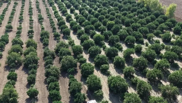 Mandalina tarlada tek haneye düştü, markette 70 liraya alıyoruz