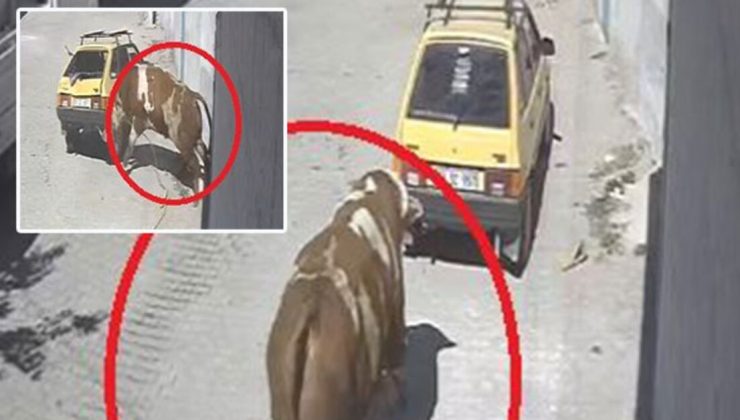 O anlar kamerada! Kaçan boğanın otomobille imtihanı!