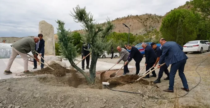 Osmancık’ta Asırlık Zeytin Ağaçları Dikildi
