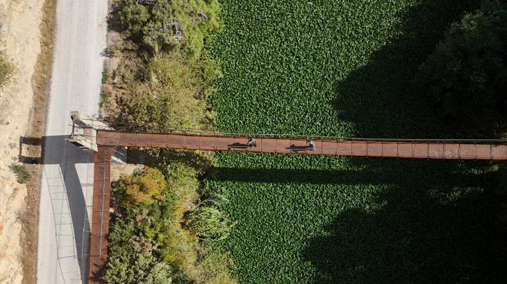 Su sümbülleri Asi Nehri'ni istila etti! Görüntüleri hayran bırakıyor