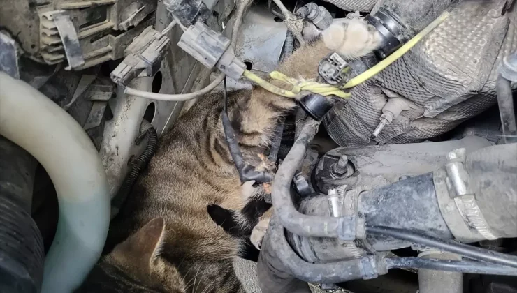 Sungurlu’da İtfaiye Ekipleri Mahsur Kalan Kediyi Kurtardı