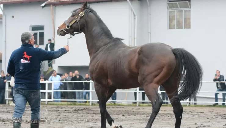 Yavruları 25 milyon dolar kazandıran efsane tay Türkiye’ye getirildi
