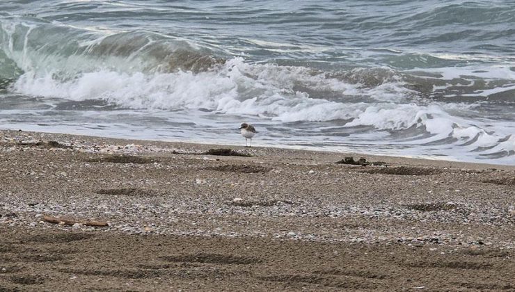 Yer: Hatay! Sahilde beslenirken görüntülendi