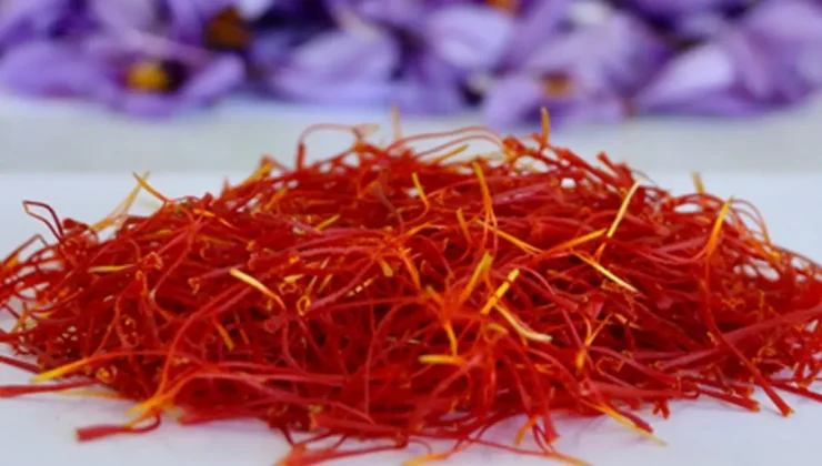 1 kilosuna araba alınıyor! Hasat çiftçiyi ihya etti