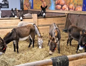 Almanya, Gazze’den gelen 8 eşeğe sığınma hakkı verdi