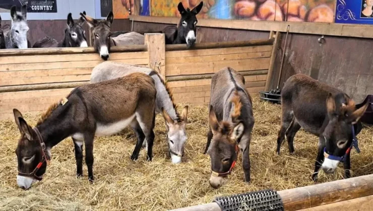 Almanya, Gazze’den gelen 8 eşeğe sığınma hakkı verdi