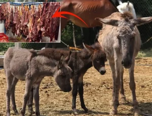 Bakanlık markayı ifşa etti: İşte vatandaşa sucuk diye at ve eşek eti yedirilen ilimiz